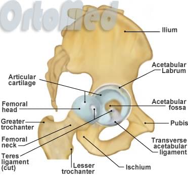 анатомия тазобедренного сустава