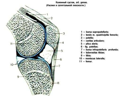 bursa prepatellaris subcutanea)