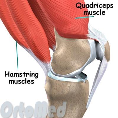 анатомия колена