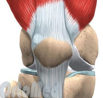 анатомия коленого сустава