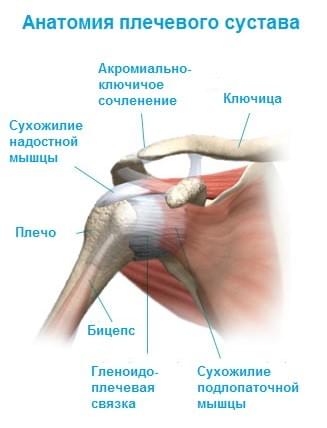 анатомия плечевого сустава