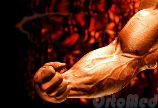 Анатомия дистального сухожилия двуглавой мышца плеча